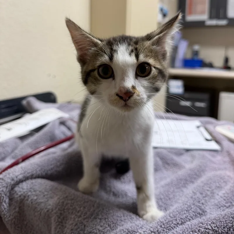 Purrcy thumbnail 5
