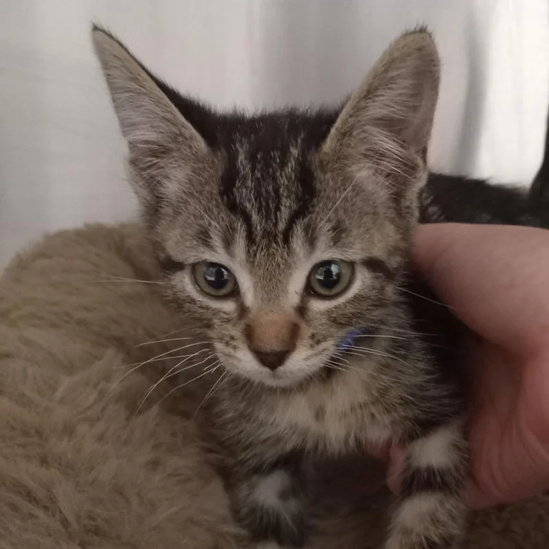 A baby small-sized male Gray / Blue / Silver Domestic Short Hair cat named Happy for adoption in Tampa, FL