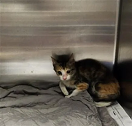 A baby small-sized female Domestic Short Hair cat named Lina for adoption in Los Angeles, CA