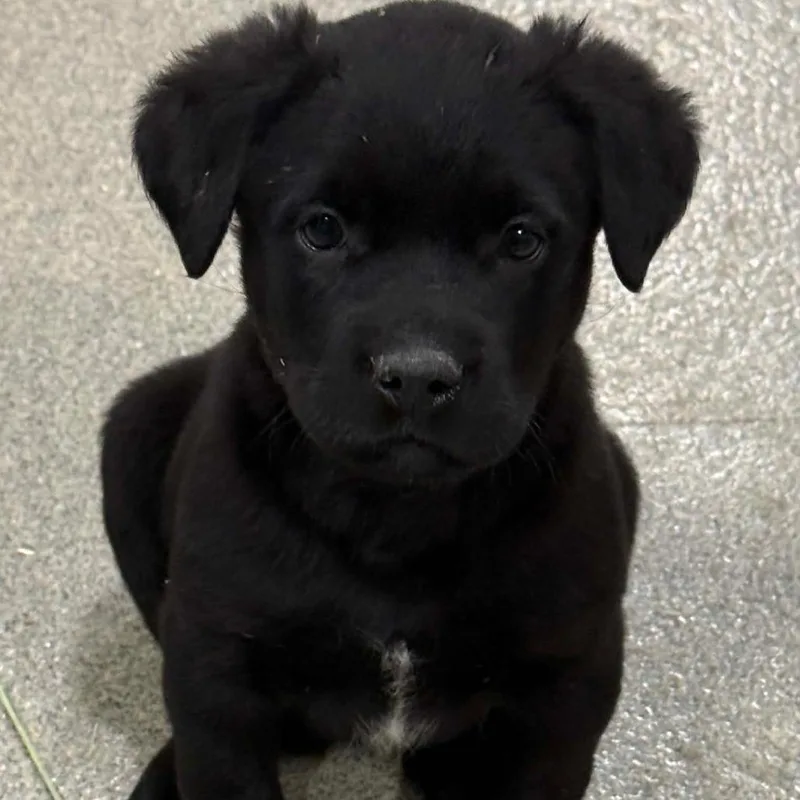 A baby medium-sized male Black Mixed Breed dog named Ranger for adoption in DeKalb, IL