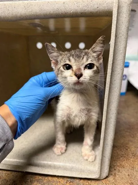 A baby small-sized male Domestic Short Hair cat named Dewdrop for adoption in Tallahassee, FL