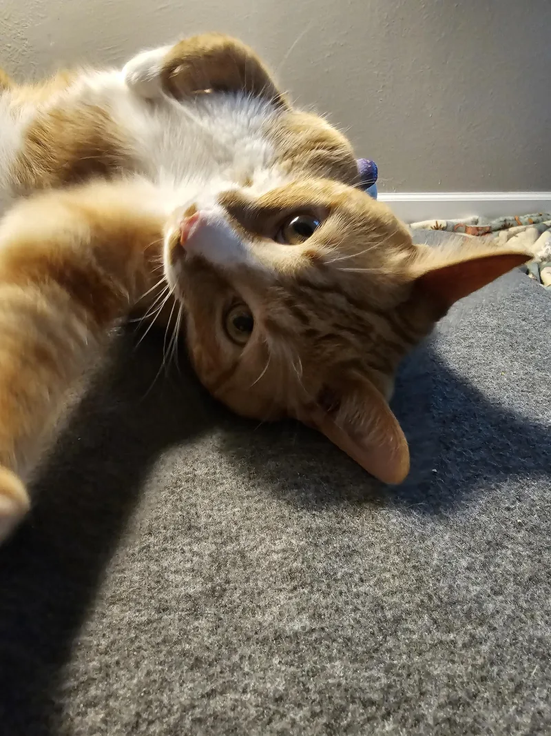 A young medium-sized male Tabby (Orange / Red) Domestic Short Hair cat named Morris for adoption in Toledo, OH