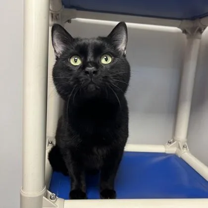 An adult medium-sized male Domestic Short Hair cat named Tibberton for adoption in Janesville, WI