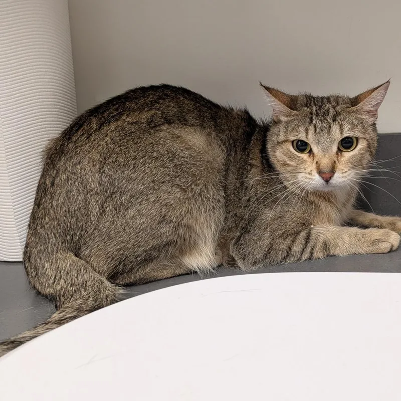 A young medium-sized female Brown / Chocolate Domestic Short Hair cat named Mrs Purrfect for adoption in Matteson, IL