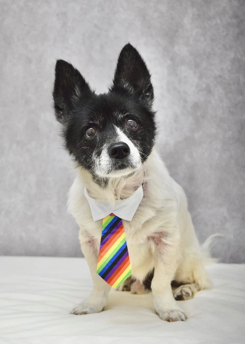 A senior small-sized male White / Cream Terrier dog named Domino for adoption in Dublin, CA