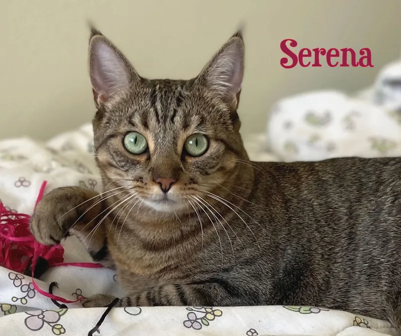An adult medium-sized female Tabby (Brown / Chocolate) Tabby cat named Serena for adoption in Sherman Oaks, CA