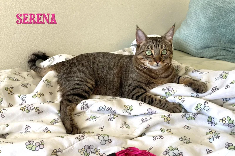 Serena thumbnail 4