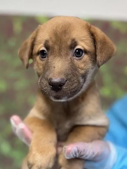 A young small-sized female Shepherd dog named Chicory for adoption in San Antonio, TX