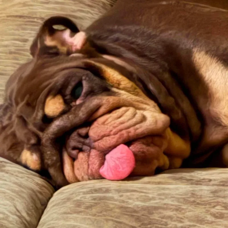 An adult medium-sized female Brown / Chocolate English Bulldog dog named Wiggles for adoption in Brentwood, CA
