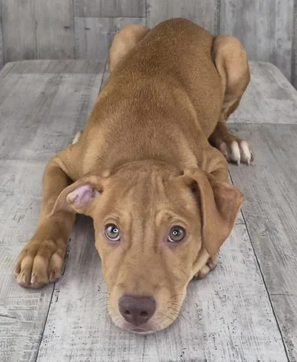 An adult small-sized female Mixed Breed dog named Alma for adoption in Shreveport, LA