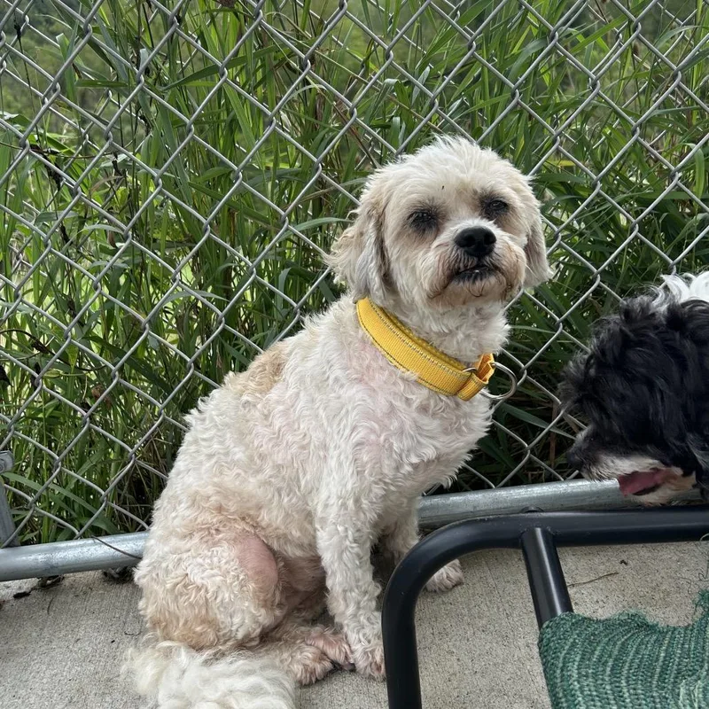 An adult small-sized female White / Cream Shih Tzu dog named Bella for adoption in Uniontown, PA