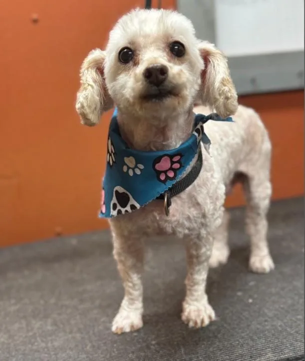 An adult small-sized female Miniature Poodle dog named Betsy for adoption in Lexington, KY