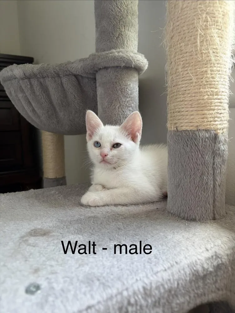Walt thumbnail 4