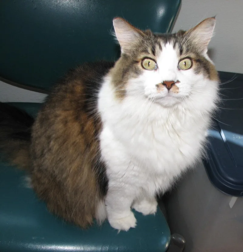 An adult extra large-sized female White Domestic Long Hair cat named Wendy for adoption in Lawrenceburg, KY