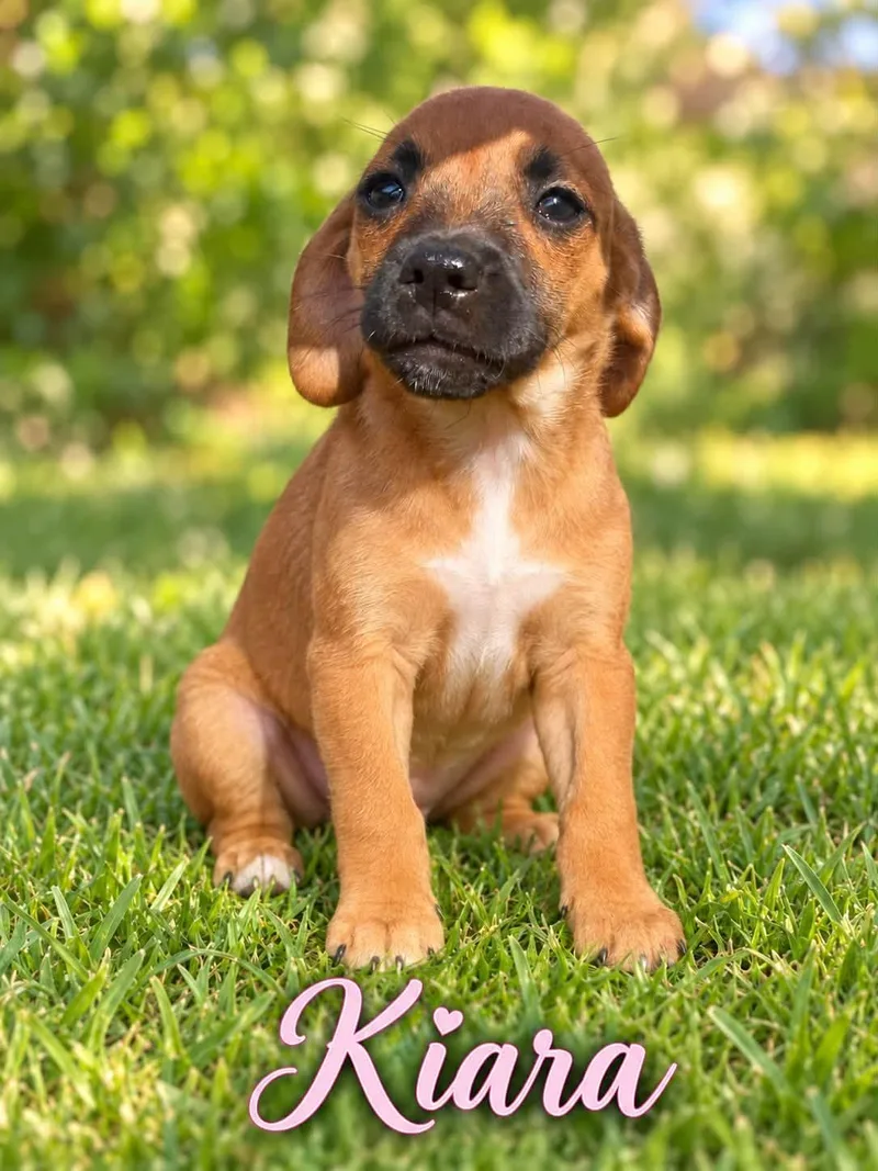 A baby small-sized female Brown / Chocolate Shih Tzu dog named Kiara for adoption in San Tan Valley, AZ