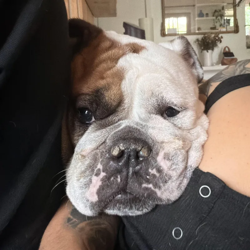 An adult medium-sized female English Bulldog dog named Valentine Aka Little Val for adoption in Austin, TX