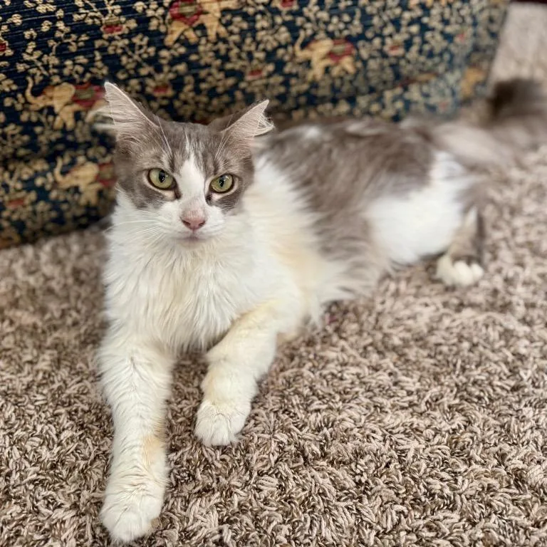 Meowidith Grey thumbnail 2