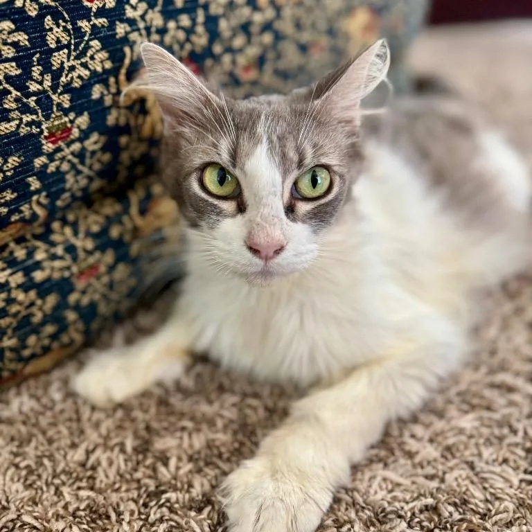 Meowidith Grey thumbnail 3