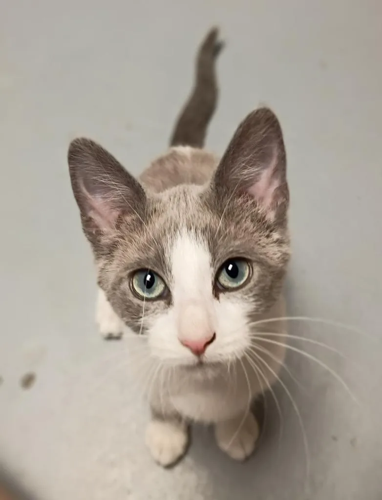 A baby medium-sized female Domestic Short Hair cat named Sapphire for adoption in Batesville, AR