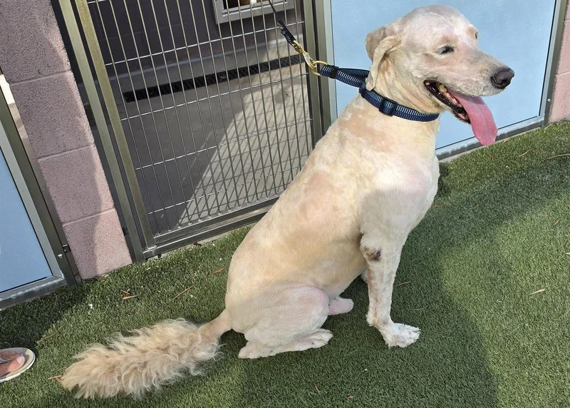 A senior medium-sized male Golden Retriever dog named Toby for adoption in Glendale, AZ