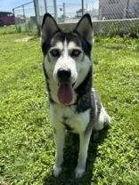 An adult large-sized male Black Husky dog named Balto for adoption in Cibolo, TX