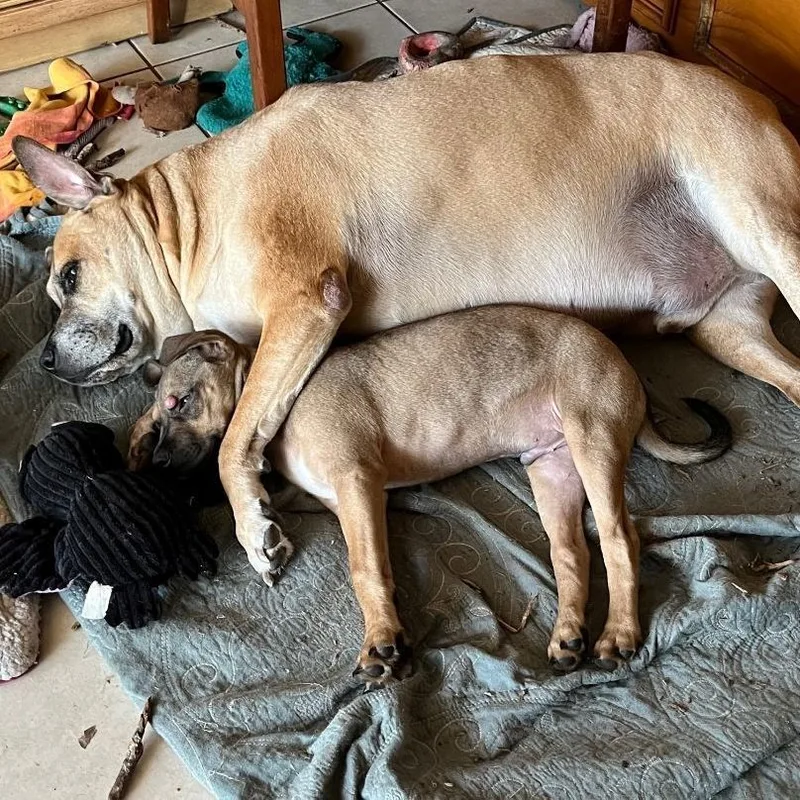 Otis Fee $ thumbnail 4