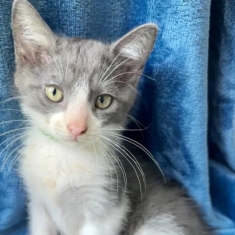 A baby small-sized male Gray / Blue / Silver Domestic Short Hair cat named Peder for adoption in Santa Fe, TX