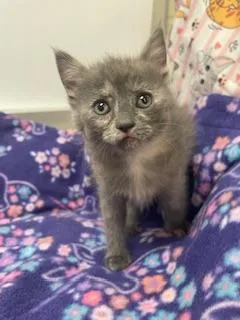 A baby small-sized female Dilute Tortoiseshell cat named Nancy for adoption in Parlier, CA