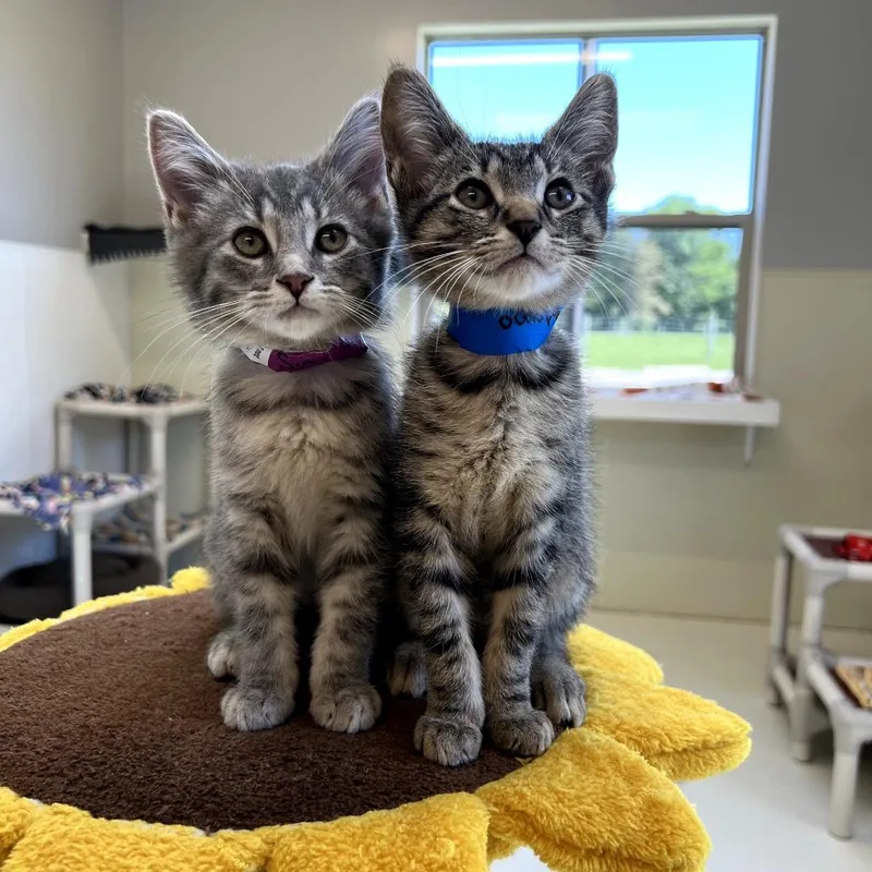A baby small-sized female Gray / Blue / Silver Domestic Medium Hair cat named Suki for adoption in Delaware, OH