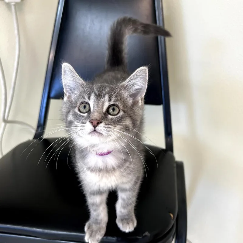 Suki thumbnail 2