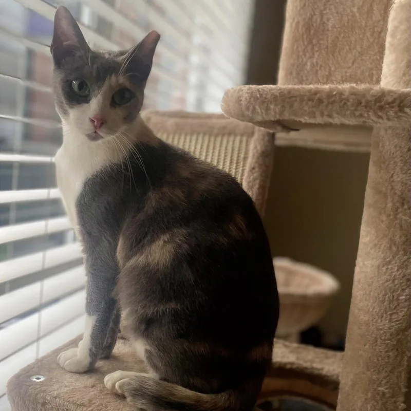 A young medium-sized female Calico cat named Mimi demurebeauty for adoption in Houston, TX