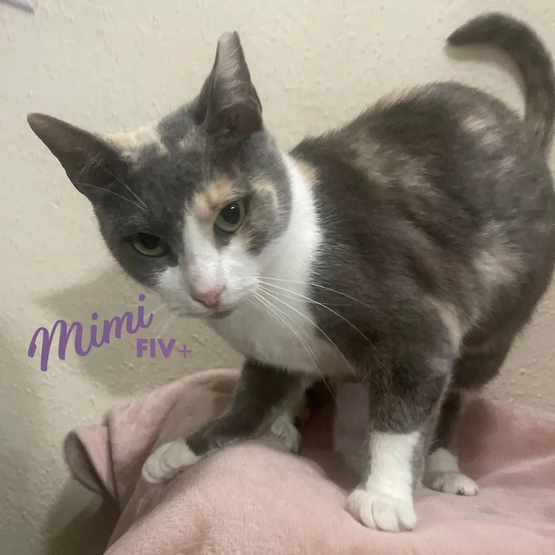 Mimi demurebeauty thumbnail 3