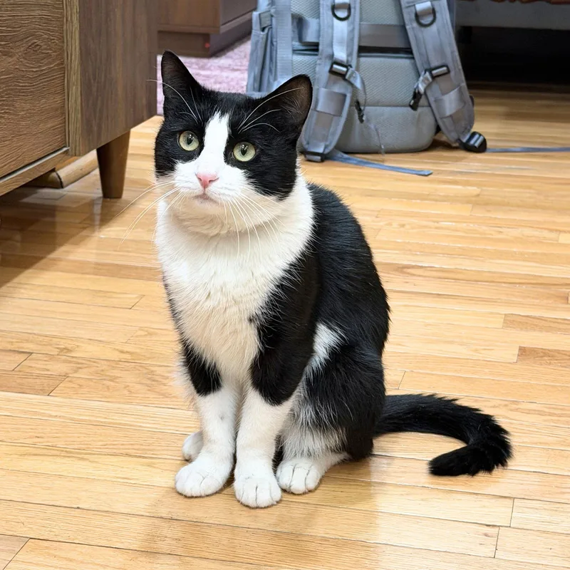 An adult medium-sized male Black & White / Tuxedo Domestic Short Hair cat named Hiccup for adoption in Brooklyn, NY