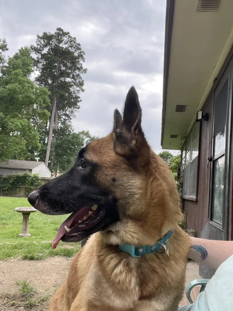 An adult large-sized female Belgian Shepherd / Malinois dog named Waffles for adoption in Huntsville, TX