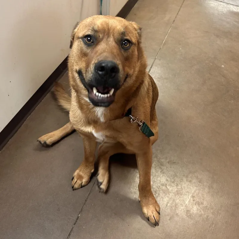 An adult large-sized male Mixed Breed dog named Grover for adoption in Flagstaff, AZ