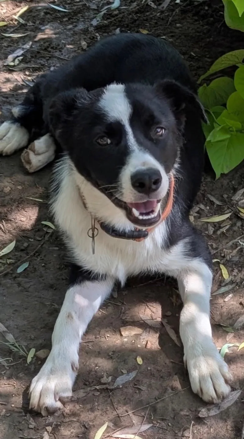 A young medium-sized male Black Border Collie dog named Bixby for adoption in Aspen, CO