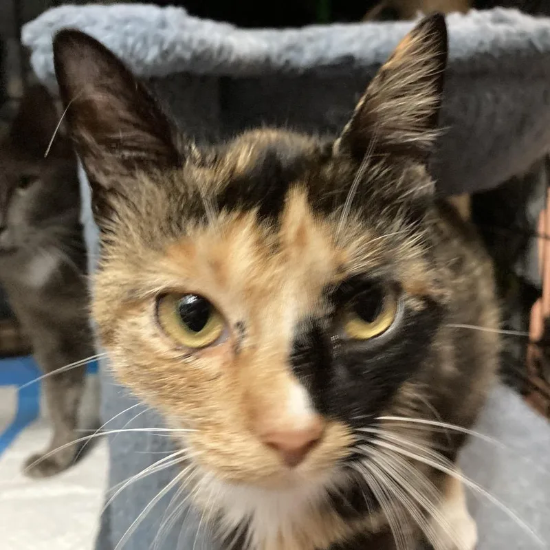An adult small-sized female Calico Domestic Short Hair cat named Italian for adoption in Irwin, PA
