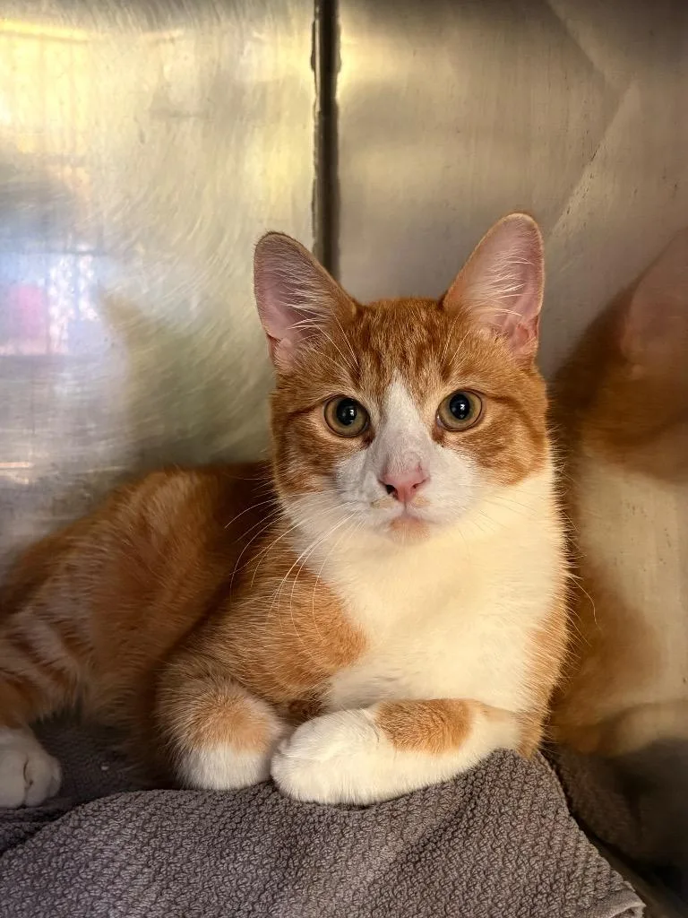 An adult medium-sized male Domestic Short Hair cat named Shrimp Fried Rice for adoption in Fall River, MA