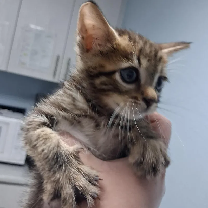 A baby small-sized female Brown / Chocolate Domestic Short Hair cat named Vecto for adoption in Riverside, CA