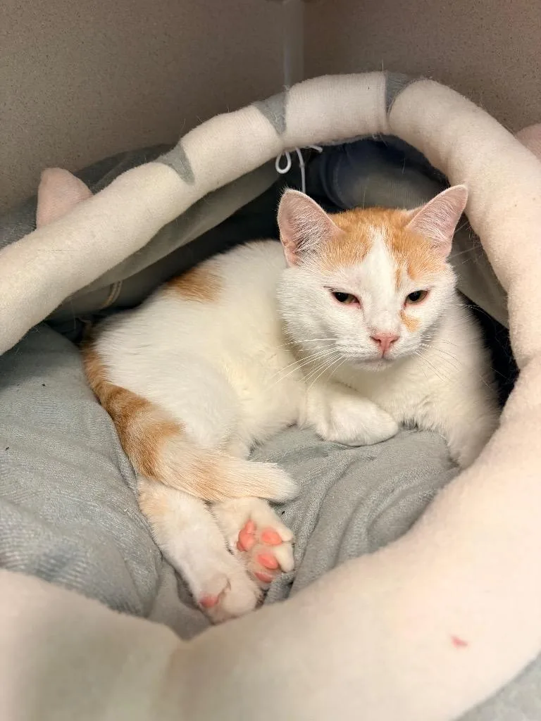 An adult medium-sized female Domestic Short Hair cat named Sunshine for adoption in Morgantown, KY