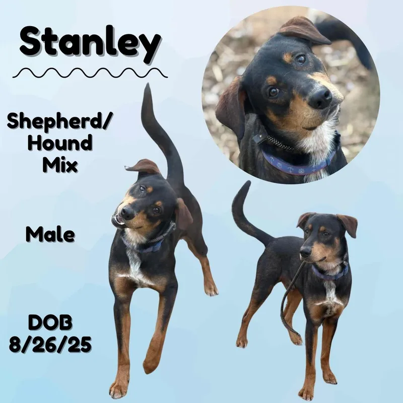 A young medium-sized male Tricolor (Brown, Black, & White) Shepherd dog named Stanley for adoption in Caldwell, TX