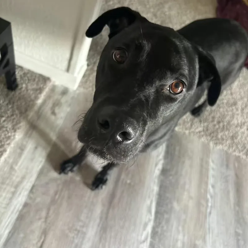 An adult large-sized male Black Labrador Retriever dog named Hercules for adoption in Tulsa, OK