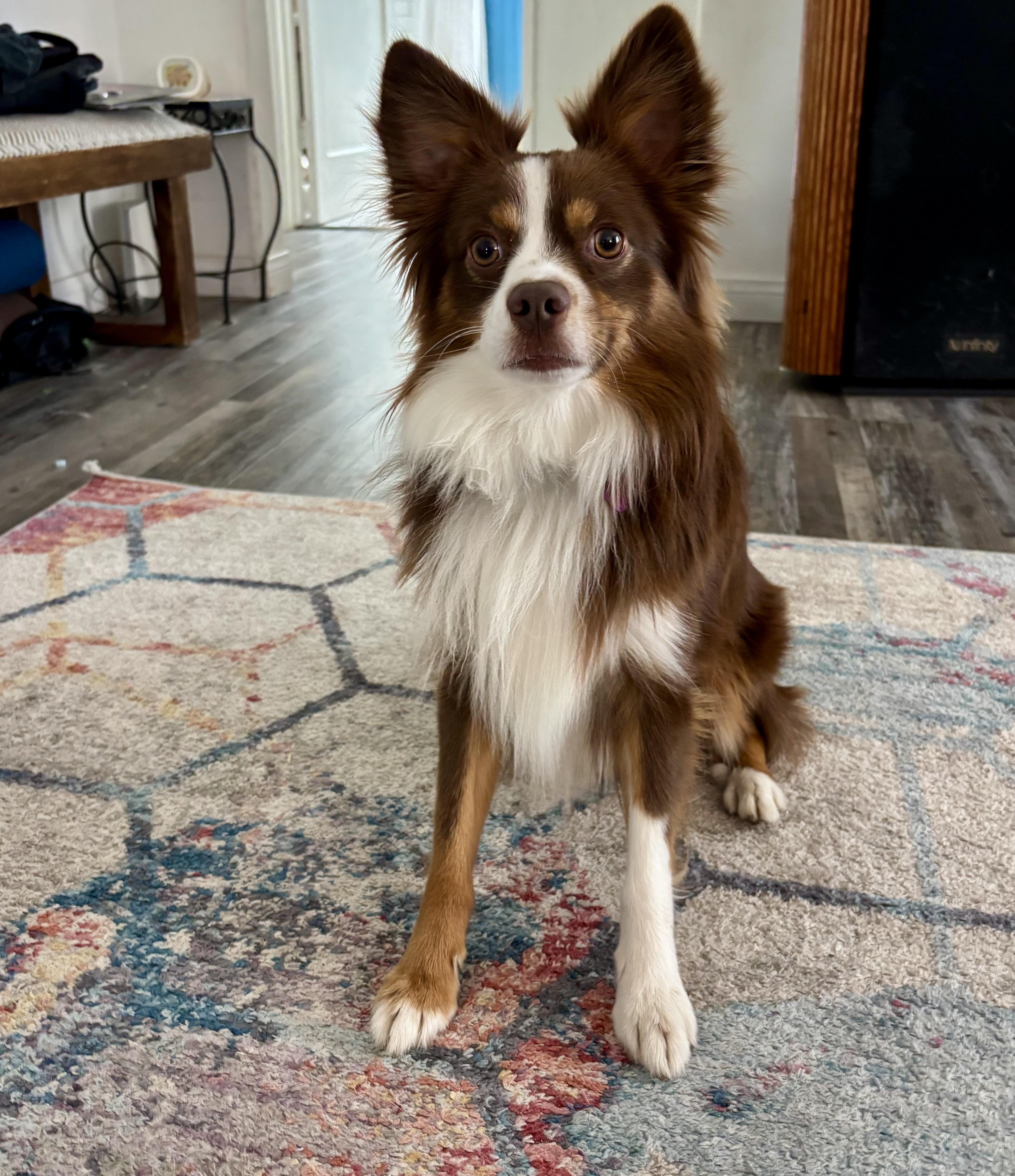 A young small-sized male Australian Shepherd dog named Rolo Mini Aussie for adoption in Van Nuys, CA
