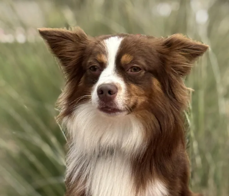 Rolo  Mini Aussie thumbnail 2