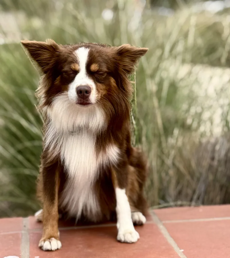 Rolo  Mini Aussie thumbnail 3
