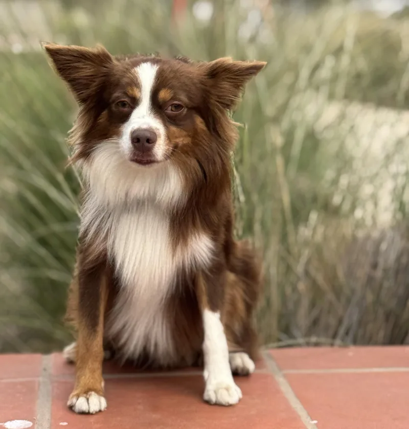 Rolo  Mini Aussie thumbnail 4
