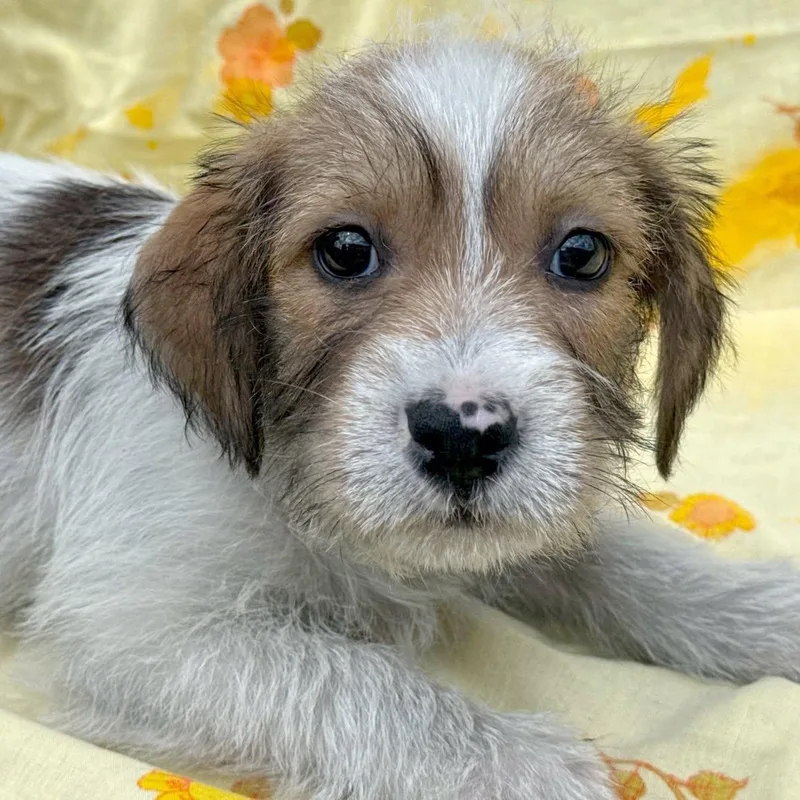 A young small-sized female White / Cream Shih Tzu dog named Savanah for adoption in Tylertown, MS