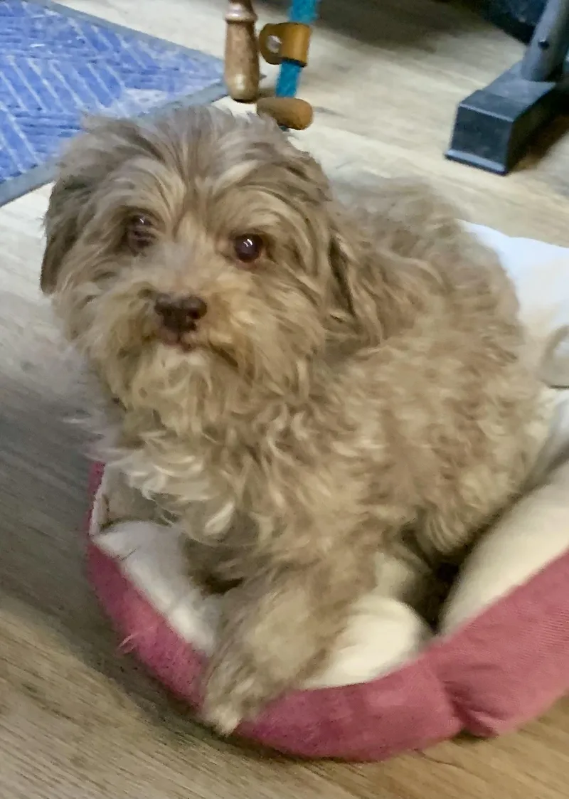 A young small-sized female Merle (Blue) Cavapoo dog named Monty for adoption in McKeesport, PA