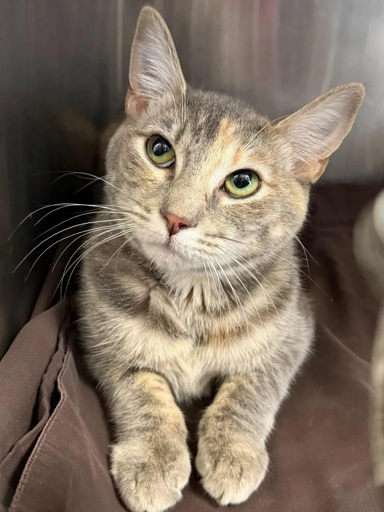 A young medium-sized female Domestic Short Hair cat named Gata for adoption in Pomona, NY