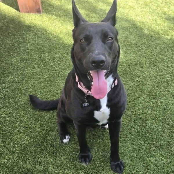 A young medium-sized female Black Shepherd dog named Brazil for adoption in Houston, TX